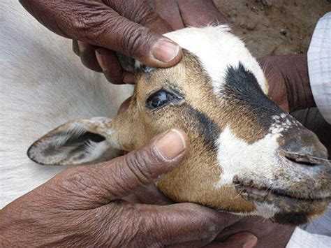 Ppr Goat Disease Symptoms Treatment And Disease Prevention