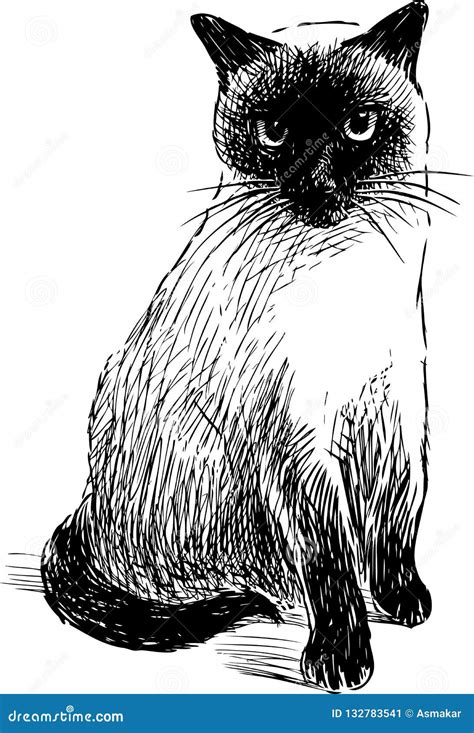 A Sketch Of A Domestic Siamese Cat Stock Vector Illustration Of White
