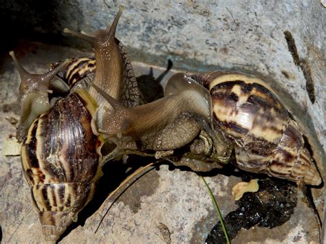 Florida Once Again Has A Giant African Land Snail Problem Npr