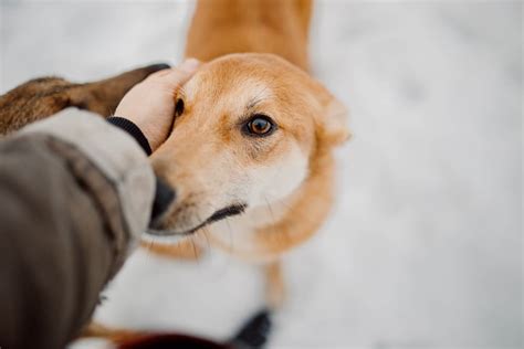 Hypothermia In Dogs Great Pet Care