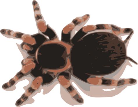 Tarantula Clip Art At Vector Clip Art Online Royalty Free