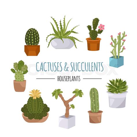 Cactuses And Succulents Icon Set Houseplants Stock Vector Colourbox