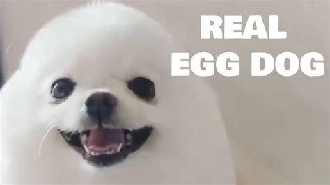 Real Eggdog So Cute Youtube