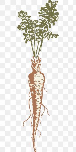 Parsnip Shalgam Turnip Root Vegetables Clip Art Png 988x2400px