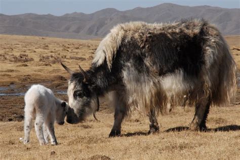 Baby Yak Animal