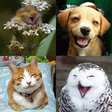 Smile And The World Smiles With You Smiling Animals Happy Animals