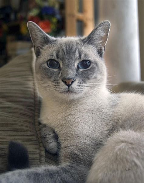 Blue Seal Point Siamese Cats
