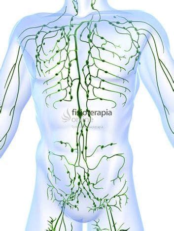Circulatory System Lymphatic System Qigong Rebounder Workouts