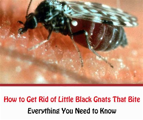 How To Get Rid Of Little Black Gnats That Bite