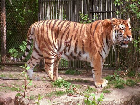 Tajikistan National Animal Tiger Caspian Caspian Tiger Tiger
