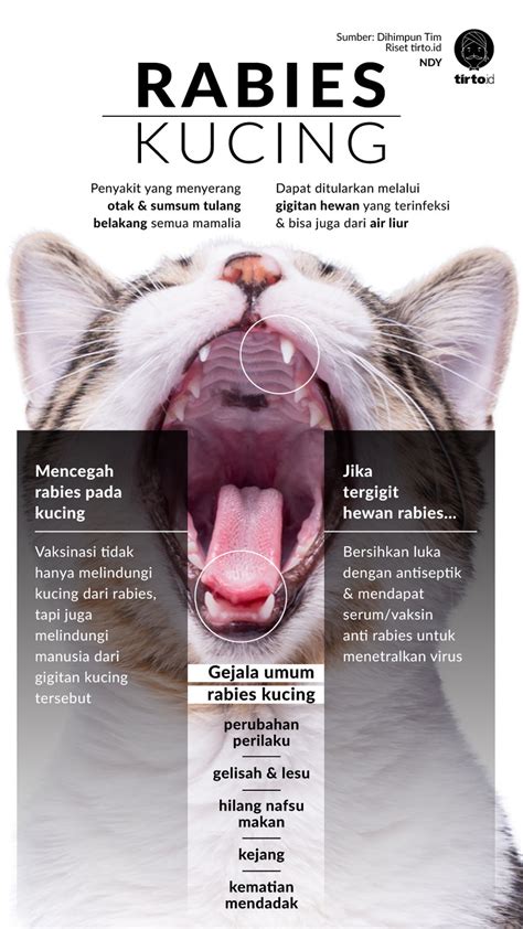 Rabies yang Membunuh Itu Bisa Datang dari Kucing - Tirto.ID
