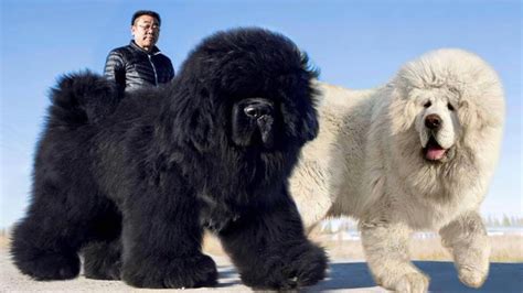 What Is The Biggest Fluffiest Dog