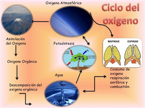Ciclo Del Oxigeno