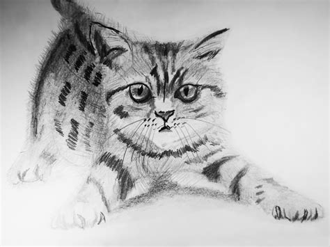 Cómo Dibujar Un Gato A Realista Draw A Realistic Cat With Pencil Dibujos En Acción