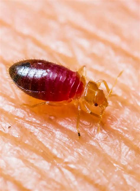 How Fast Do Bed Bugs Spread In Apartments