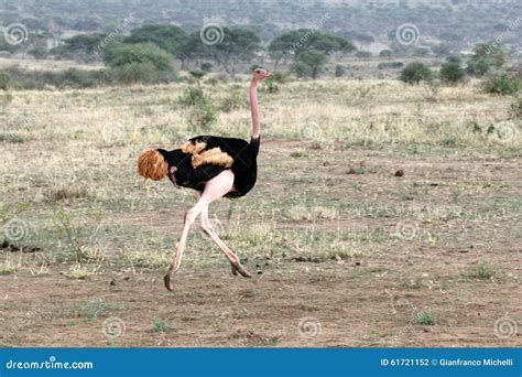 Ostrich Male Running Stock Photo Image Of Farm Birds 61721152