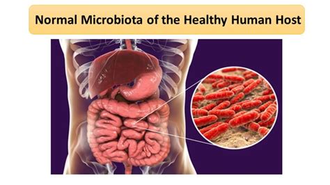 Normal Microbiota Of Ear Microbiology Notes