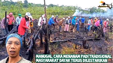 Tradisi Manugal Cara Menanam Padi Suku Dayak Di Kalimantan Youtube