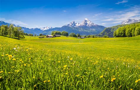 Idyllic Landscape In The Alps With Green Meadows And Flowers Stock