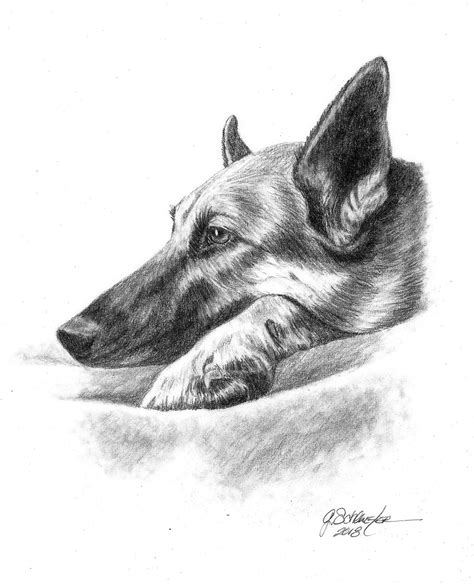 Germanshepherd Art Dog Portraits Art German Shepherd Art Pet