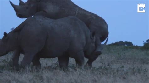 Randy Rhino Uses His Horn To Get Exactly What He Wants In Bizarre Big