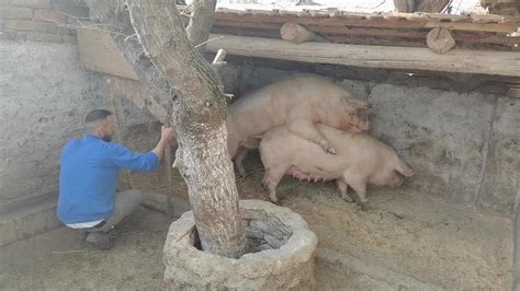 Finally We Do The Mating On The 3rd Day SOW LANDRACE VS BOAR PIETRAIN