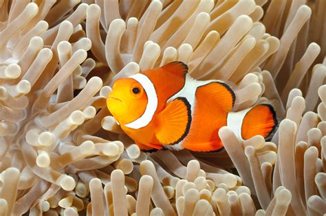 ‘finding Nemo Is A Hermaphroditic Lie Says Science