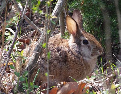 Rabbit By John Gresham Learn More About Virginia State Par Flickr