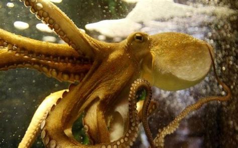 Shy Octopus On Ecstasy Behaves The Same As Human The Siasat Daily