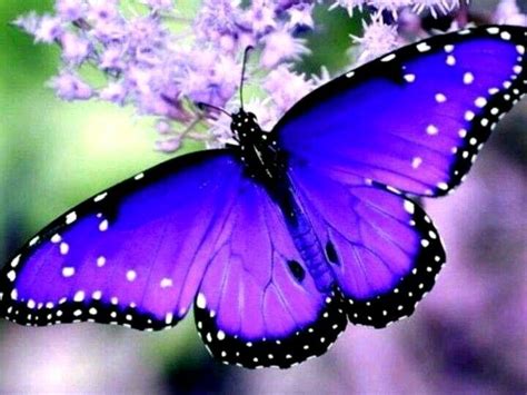 Gorgeous Purple And Blue Butterfly Most Beautiful Butterfly Beautiful
