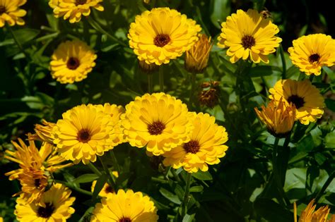 Order before 1pm for guaranteed same. Calendula | The Pick-Your-Own flower field is open for ...