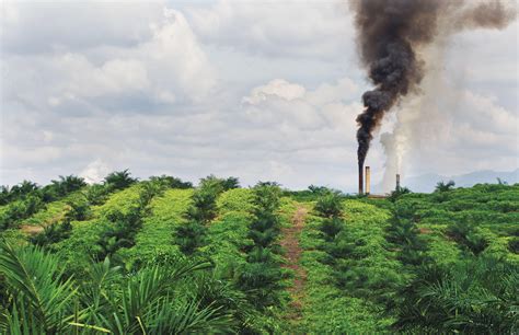 The Palm Oil Industry Is Destroying Indonesias Rainforests — The