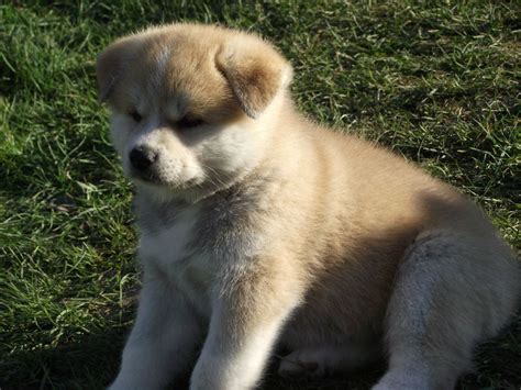 229,431 likes · 126 talking about this. Akita: O cachorro do filme sempre ao seu lado | Cachorros Brasil