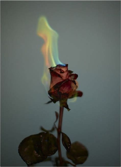 Raver Ria Inspiration Flowers On Fire By Photographer Georges