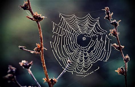 Dew On Spider Web After Yesterdays Thunderstorm By Eskile On Deviantart
