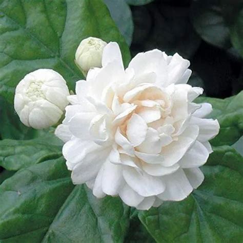 Well Wateredfull Sun Exposure Gardens Rare Arabian Jasmine White