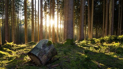 Wallpaper Nature Forests Tree Stump Trees 1920x1080