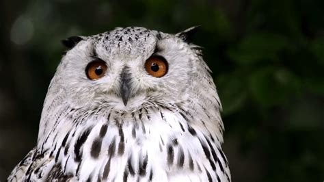 Nature Curiosity How Do Owls Turn Their Head So Far Close View Of