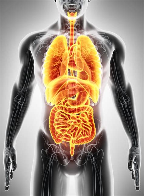 Internal organs الاعضاء الداخلية www.learngermanbyyourself.com Innere Medizin: komplexes Fachgebiet Hier einfach erklärt