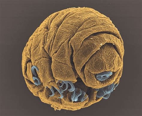 The Life Of A Baby Tardigrade Tardigrade Animal Photo Water Bear