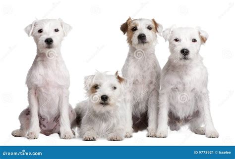 Group Of 4 Dogs Parson Russell Terrier Stock Image Image Of Lying