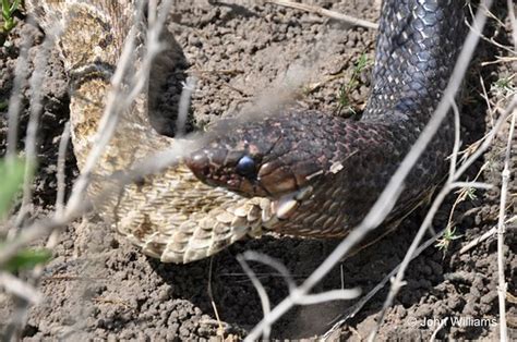 Indigo Consumes Rattlesnake Texas Indigo Snakes Will Eat J Flickr