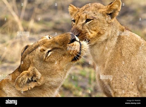 Lioness Grooming Cub Hi Res Stock Photography And Images Alamy