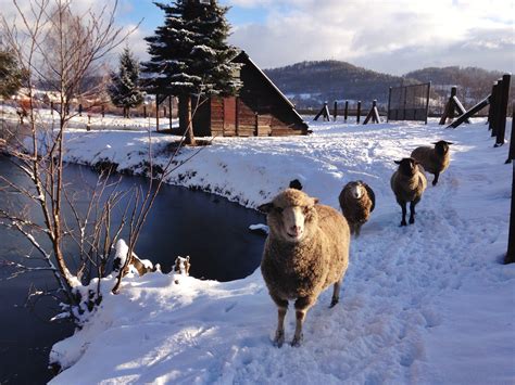 Free Images Snow Winter Wildlife Sheep Weather Mammal Season