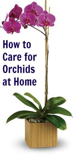 How To Care For Orchids At Home Garden And Yard Garden Plants Indoor