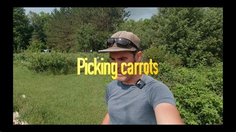 How To Tell If Your Carrots Are Ready To Pick Youtube