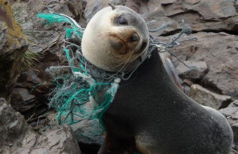 700 Marine Species Might Go Extinct Because Of Plastic