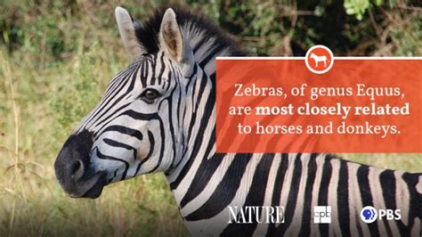 Zebra Fact Sheet Blog Nature Pbs