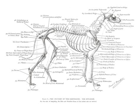 greyhound skeleton plate dog anatomy dog skeleton greyhound