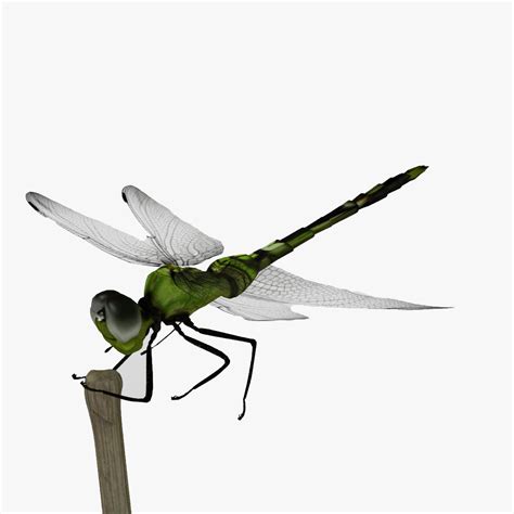Free Animated Dragonfly Pictures Download Free Animated Dragonfly